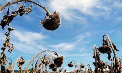 Withered sunflower plants due to the drought in the region of Rhône-Alpes near Lyon